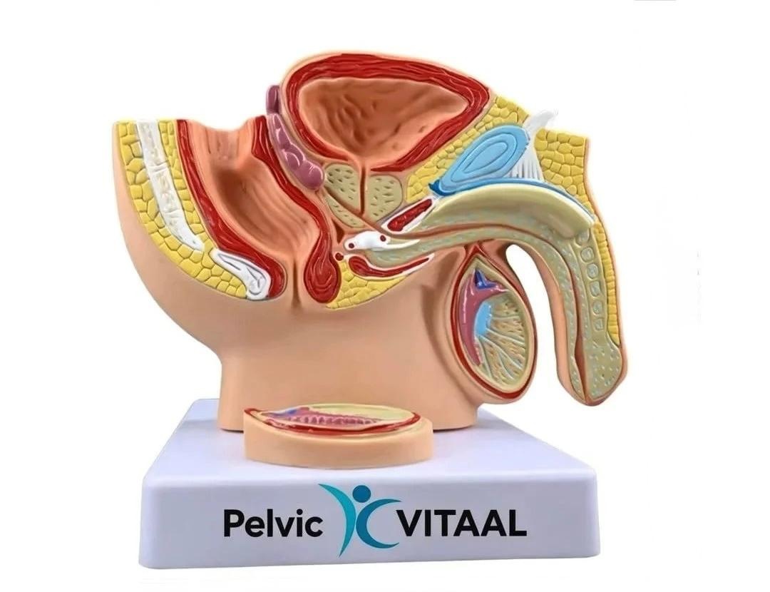 Anatomisch model van de mannelijke bekkenbodem, gebruikt tijdens de intake